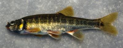 Adour-elritse