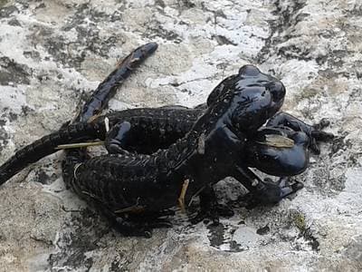 Alpesalamander