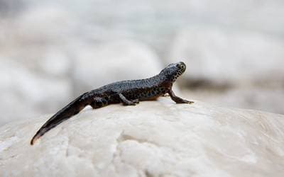 Alpevandsalamander