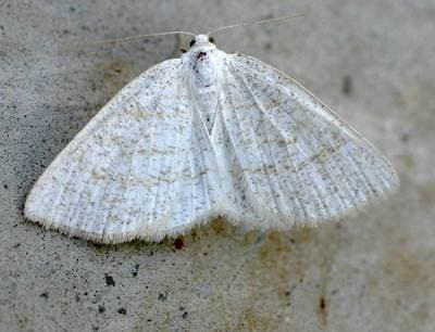Oremåler