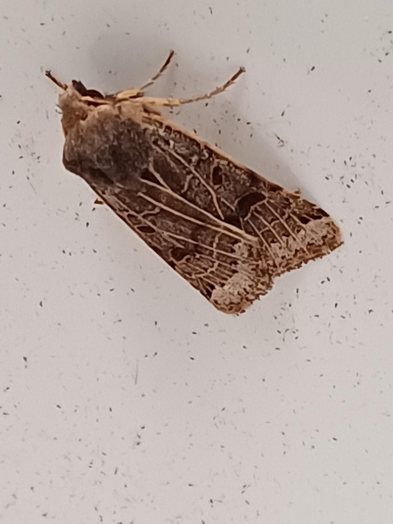 Månesikkelfly — 1/3