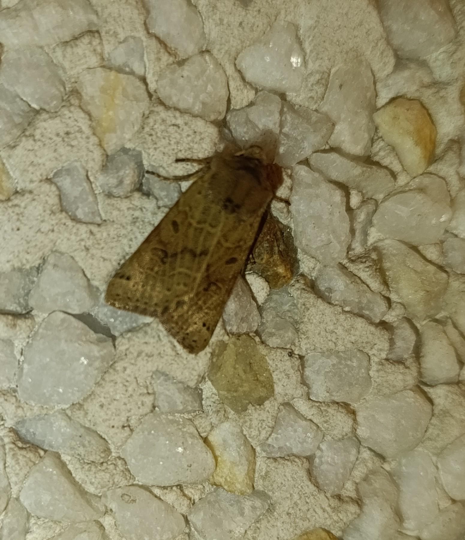 Månesikkelfly — 2/3
