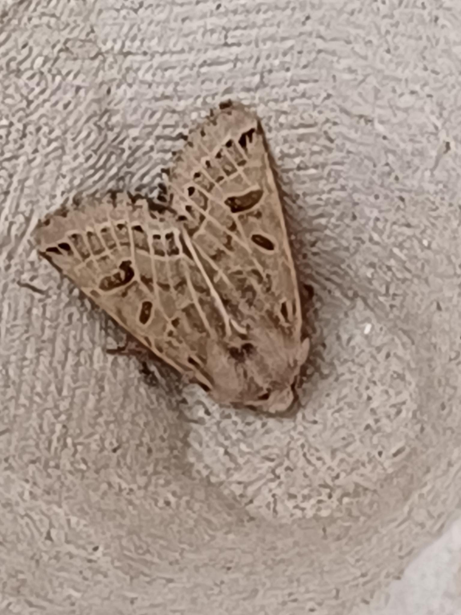 Månesikkelfly — 3/3