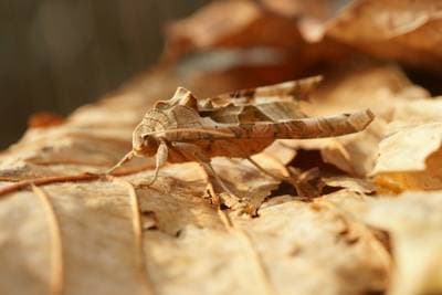 Vinkelvingemøll