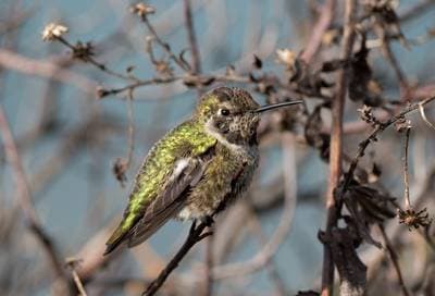 Annas kolibri