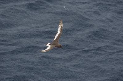 Antarktisk petrel