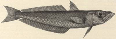 Antarktisk sølvfisk