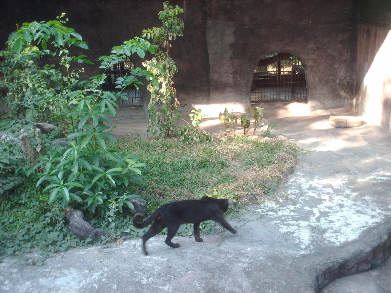 Asiatisk guldkat — 1/3