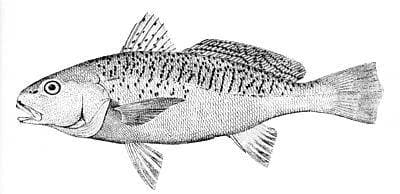 Atlantisk trommefisk