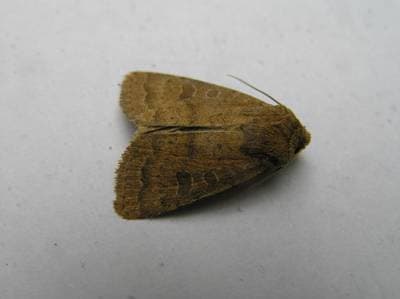 Åttitallsfly