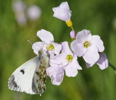 Aurorasommerfugl