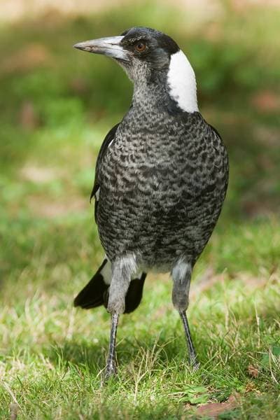 Australsk Skjære