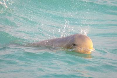 Australsk snubbenæsedelfin