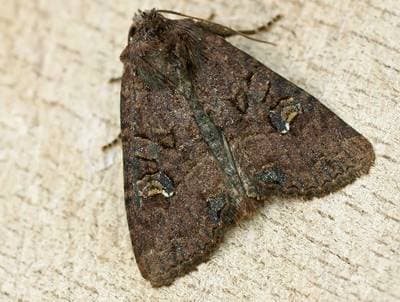 Vanlig Gressfly
