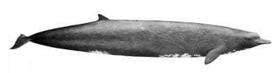 Bairds næbhval