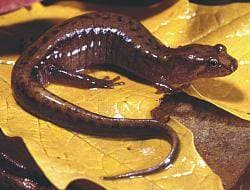 Fjelldusksalamander