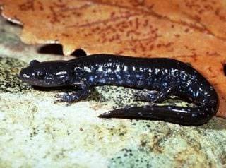 Blåflekket salamander