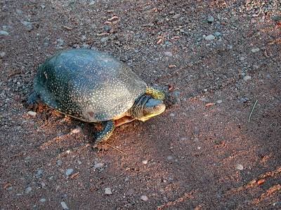 Blandings skildpadde