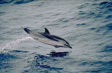Stribet delfin