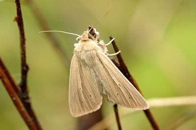 Blek Gressfly