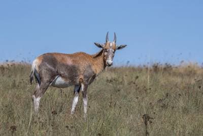 Blesbok
