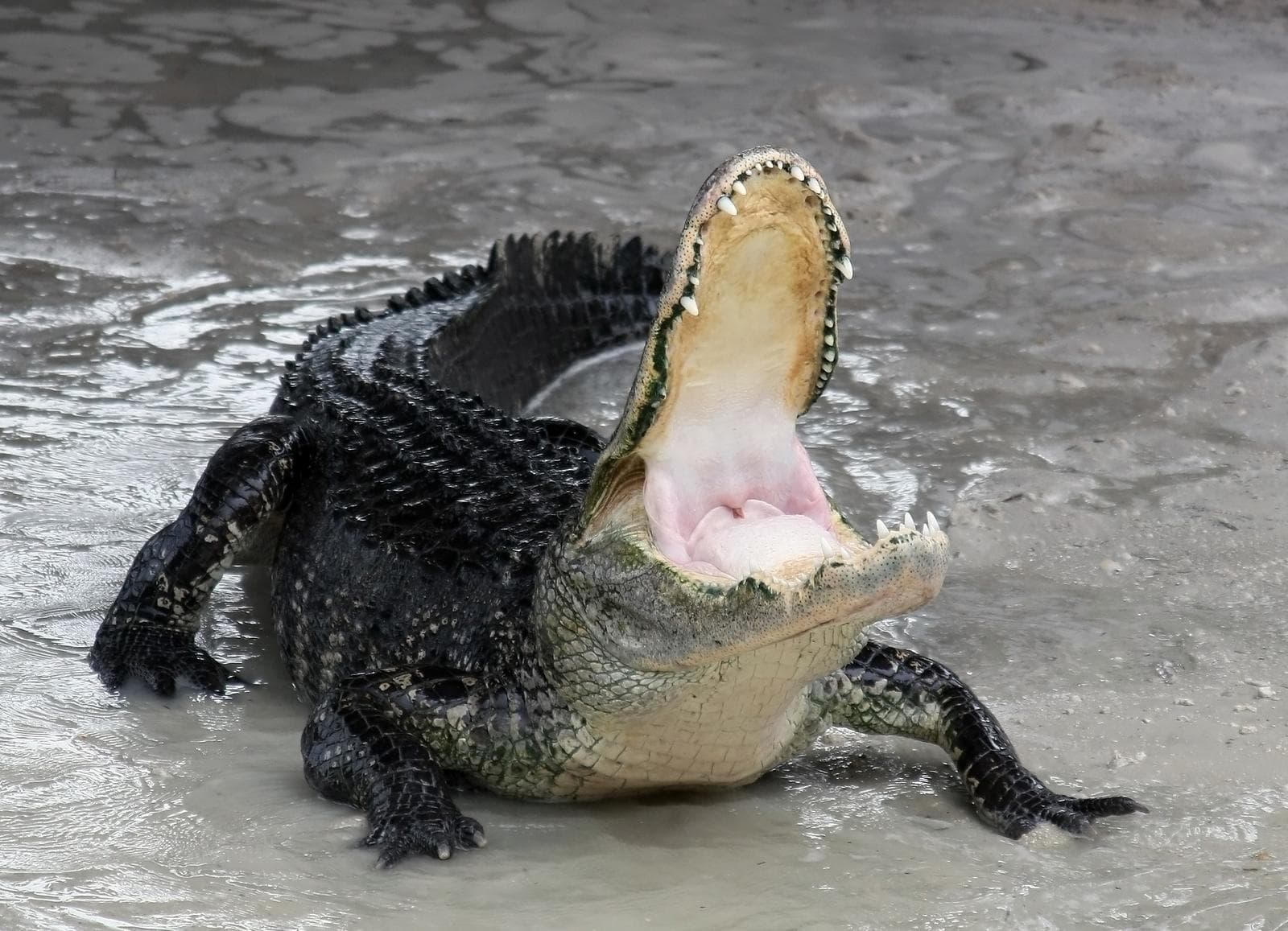 Krokodille eller alligator? 5 måter å skille dem fra hverandre!