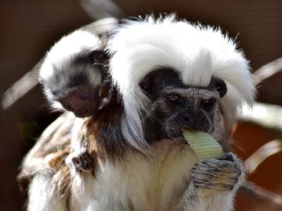 Bomullshodetamarin