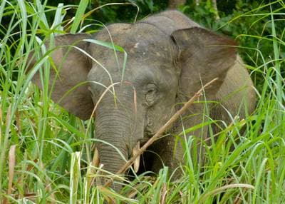 Borneoelefant
