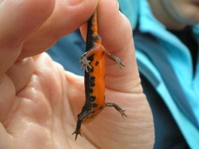 Boscas vandsalamander