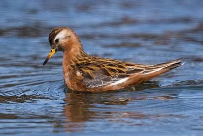 Svømmesnipe