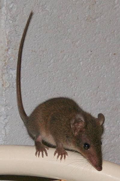 Brun antechinus