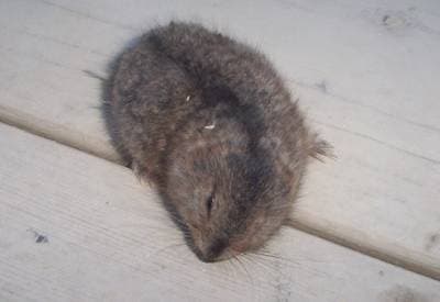 Brun Lemming