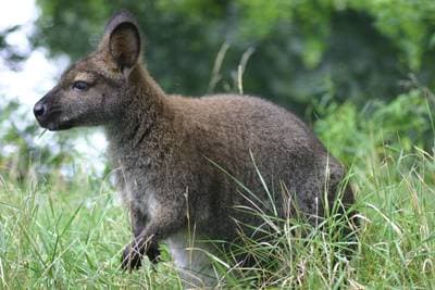 Rødhalset wallaby