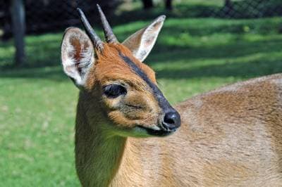Buskdykkerantilope