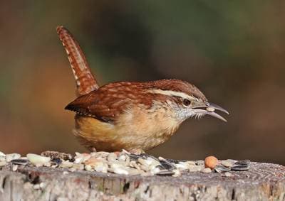 Carolinasmutte