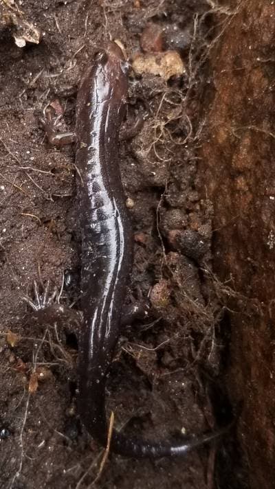Carolina-fjellduskysalamander
