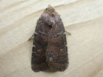 Charanyca ferruginea