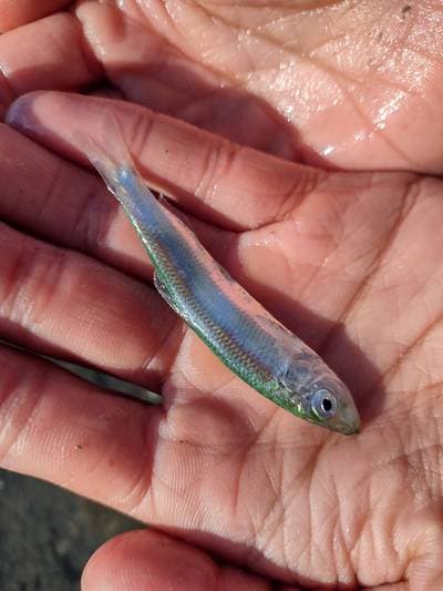Chilensk brisling