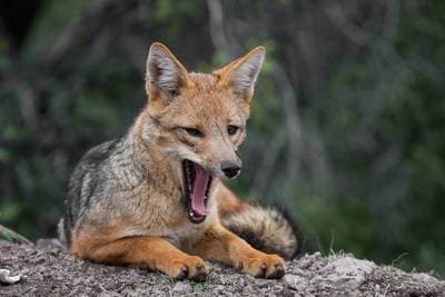 Culpeorev