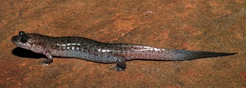 Mørk Salamander — 1/3