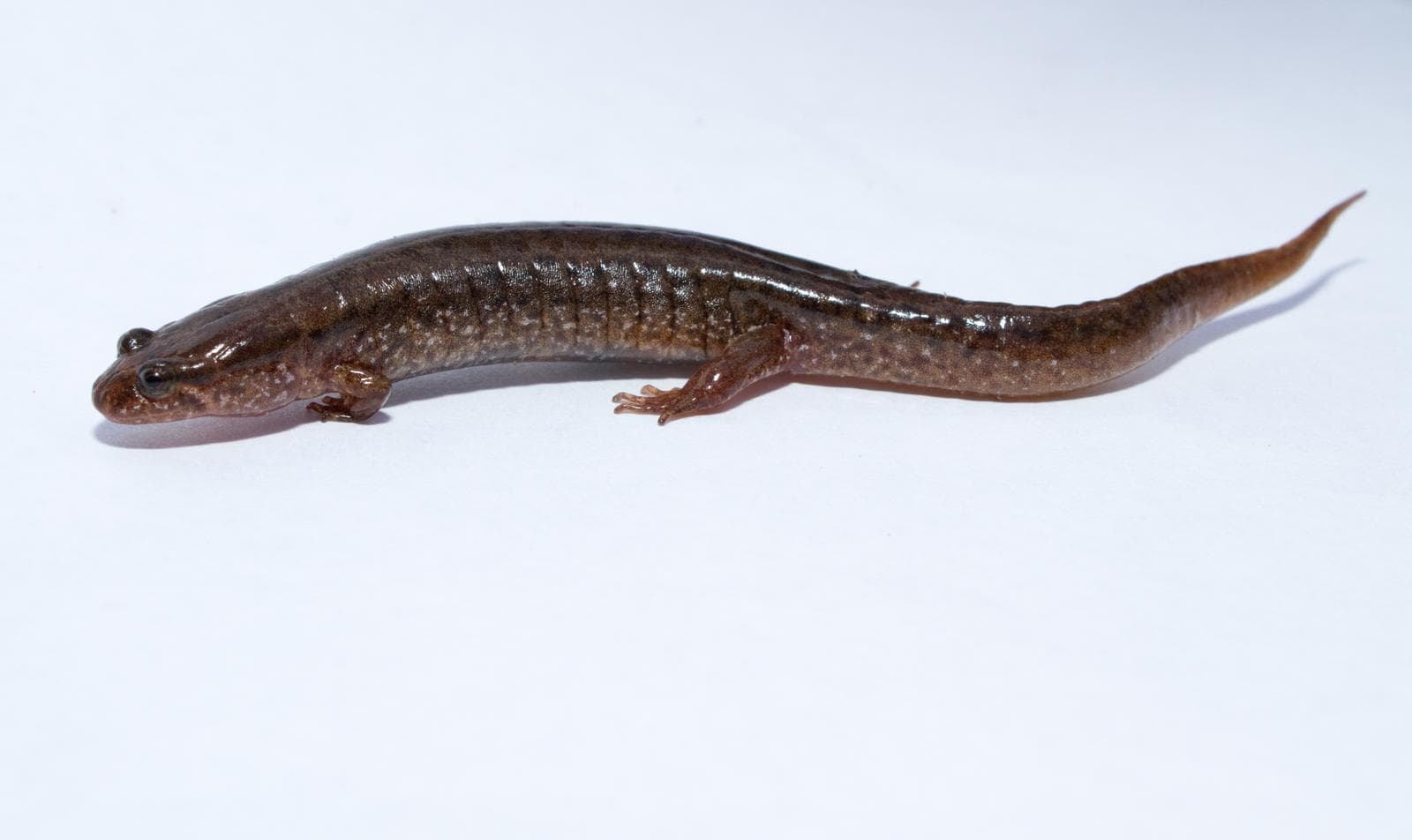 Mørk Salamander — 2/3