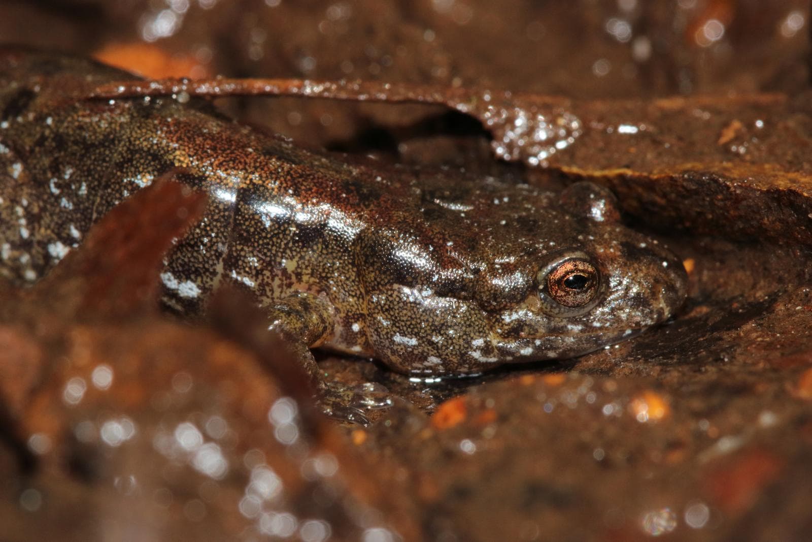 Mørk Salamander — 3/3