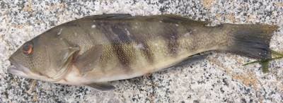 Stripet sandhavabbor