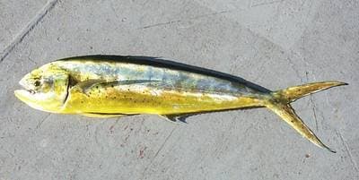 Guldmakrel (Dorado)