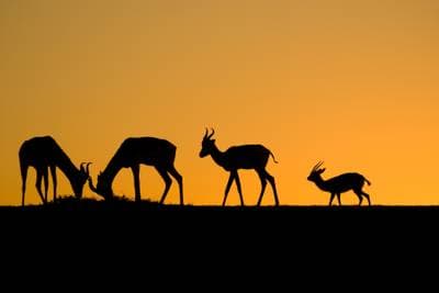 Dorkasgazelle