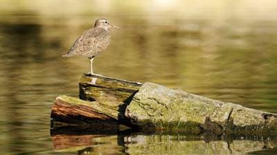 Strandsnipe
