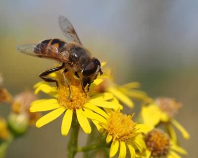 Drone Blomsterflue