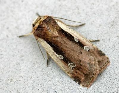 Vanlig Jordfly