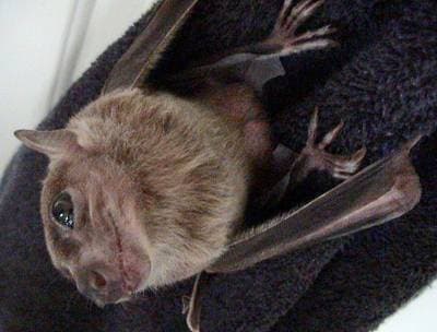 Ægyptisk flyvekat