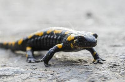 Ildsalamander